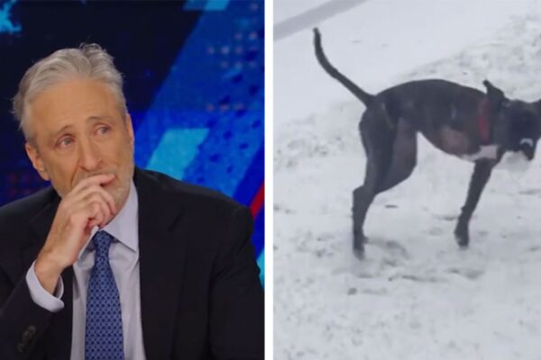 Jon Stewart Breaks Down in Tears Mourning His Dog Dipper on 'Daily Show'