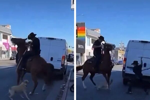LAPD Officer Swings Baton at Unleashed Dog Over Police Horse Attack