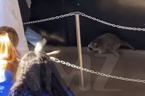 Wild Raccoon Goes On the Attack at Hersheypark, Tries Biting People